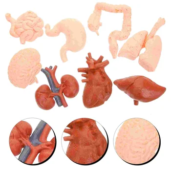 8 Ks Simulačných Modelov Ľudského Tela Deti Zdobenie Nástroje Gastrointestinálne Mozgu Orgán Maniquin Anatómie